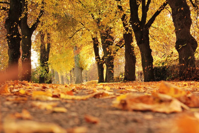 counselling_autumn